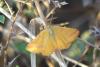 Lythria purpuraria